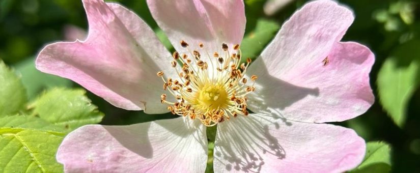 Salutogenesis: Appreciative Inquiry in an Academic Setting